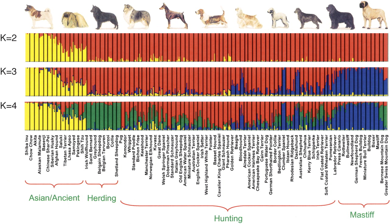 Primitive Dog Breeds Chart