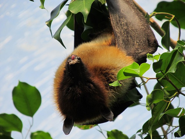 This species of flying fox is a native of various East Asian islands.  Credit | KCZooFan via Wikimedia Commons