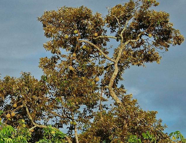 Flying foxes effectively pollinate the durian tree. Credit | Wibowo Djatmiko via Wikimedia Commons