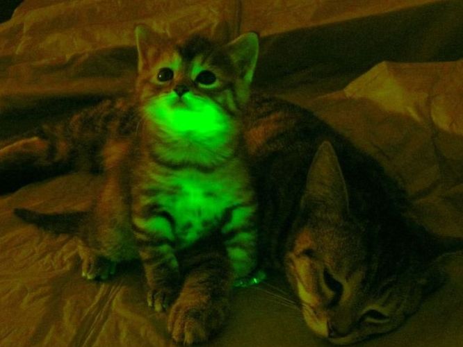 Glow In The Dark Cats » Synapse | Blog Archive | Boston University