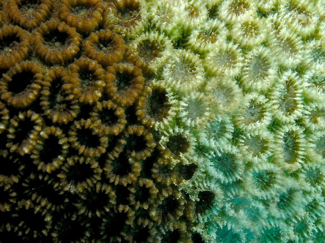 800px-Favia_pallida_(hard_coral)_with_signs_of_bleaching_or_crown-of-thorns_starfish_damage