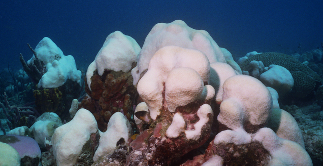 Coral bleaching is the result of calcification.  Credit | Hazel Oxenford via Wikimedia Commons