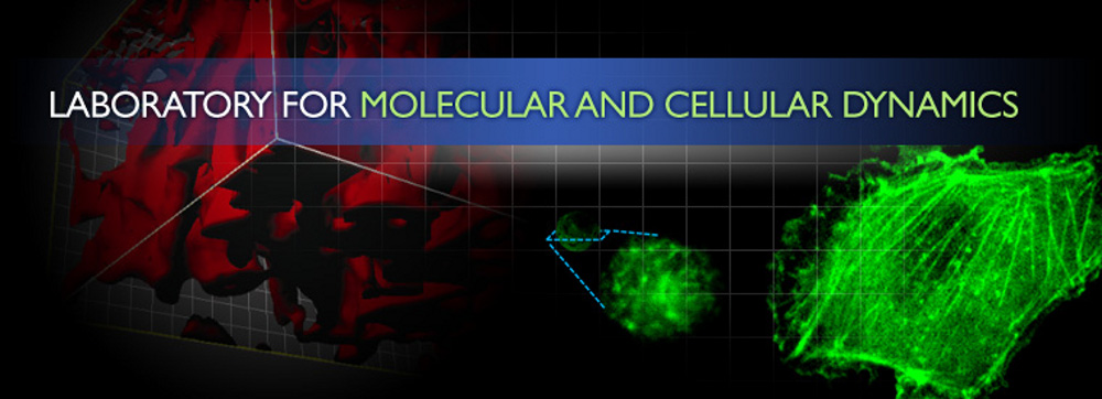 Phd thesis molecular dynamics