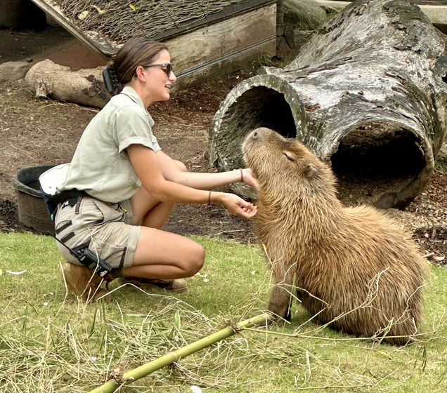 Female park ranger scratching a very contented wombat under the neck