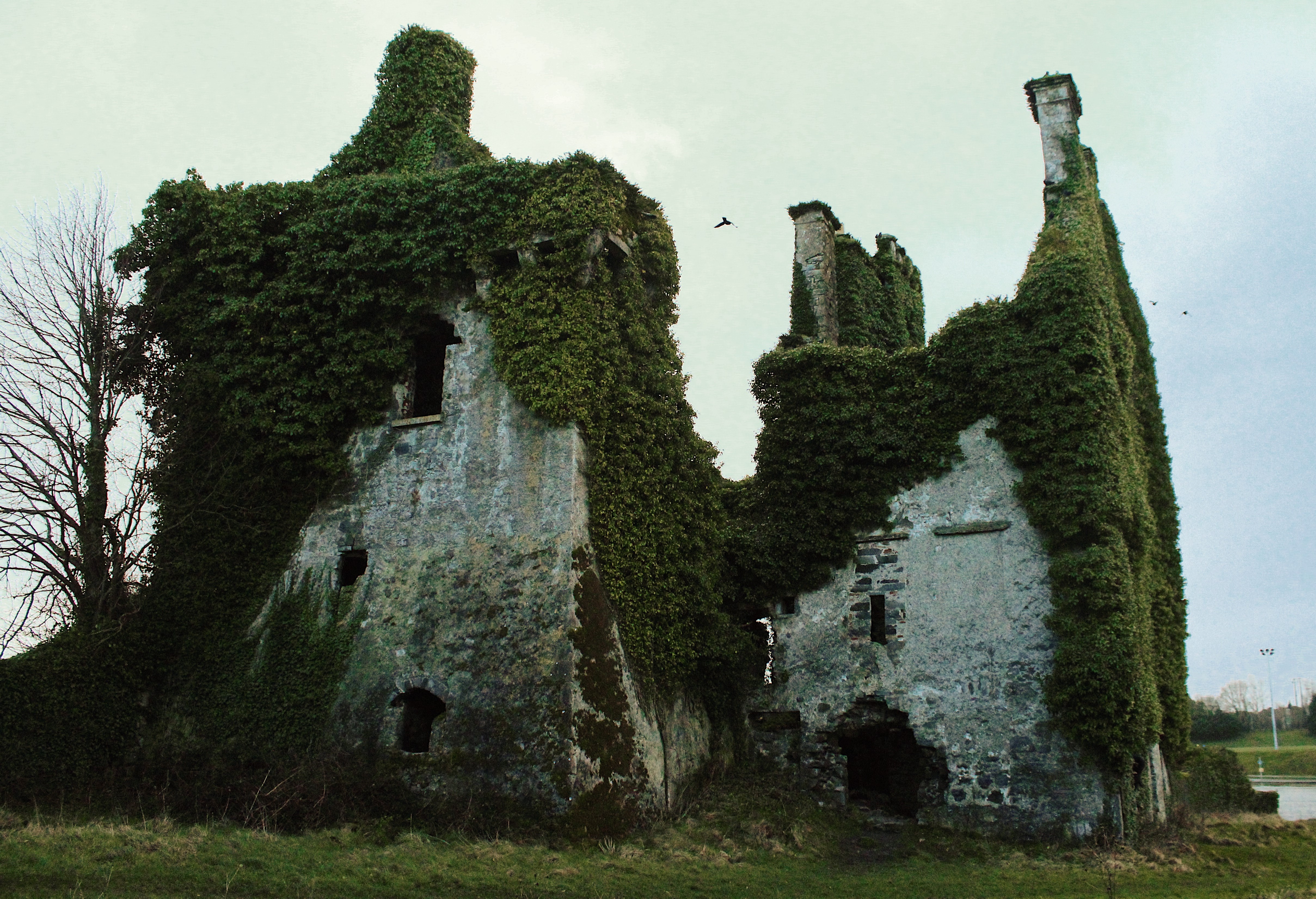 Ruin covered with vines in ireland