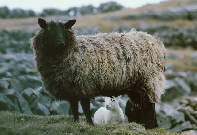 two sheep