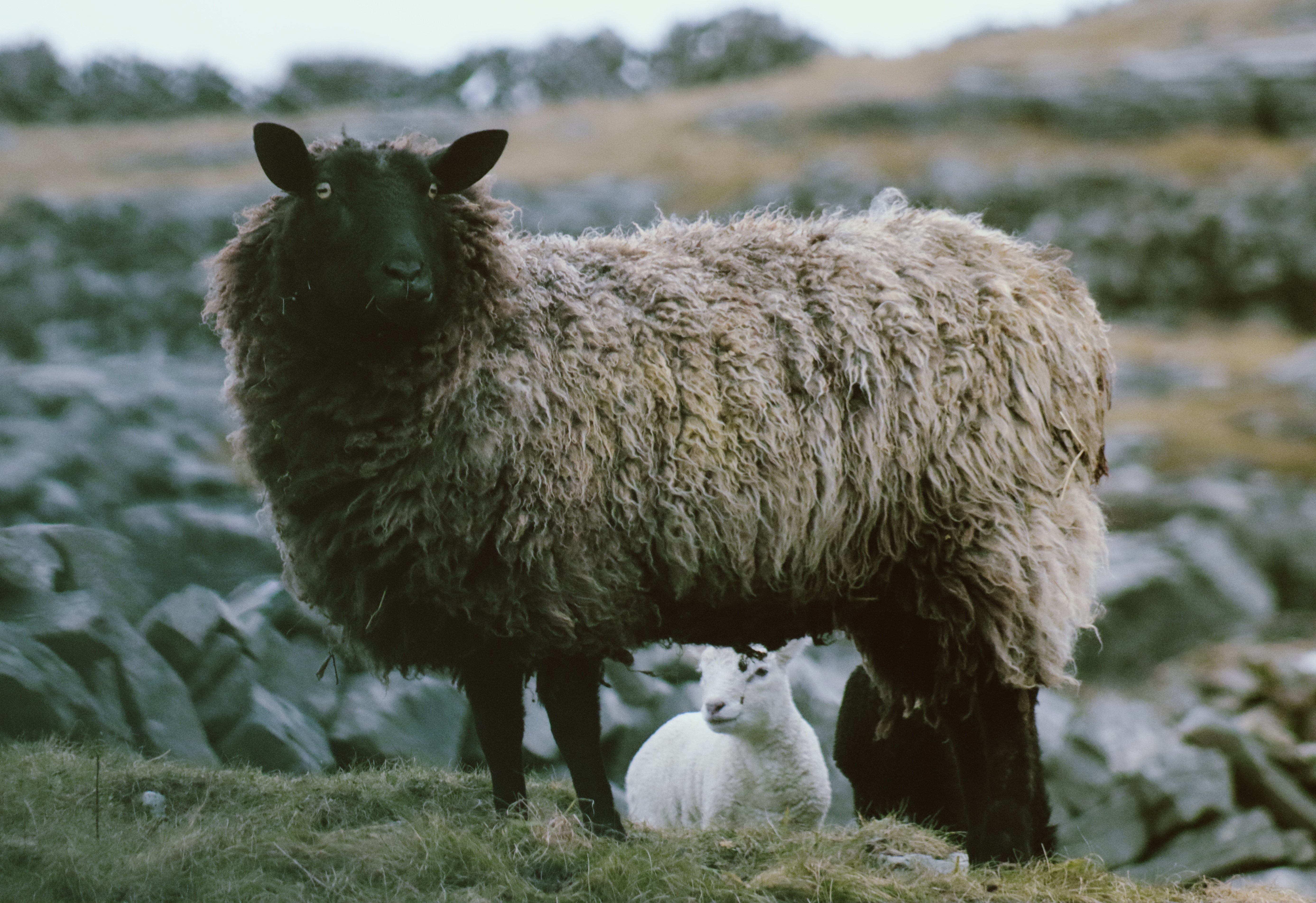 two sheep