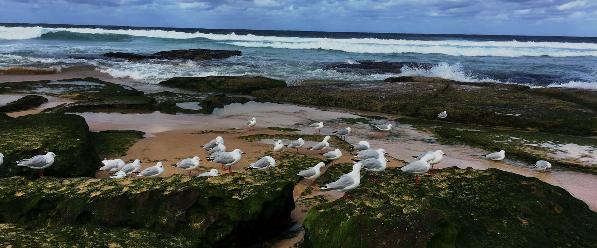 sea gulls on a beach