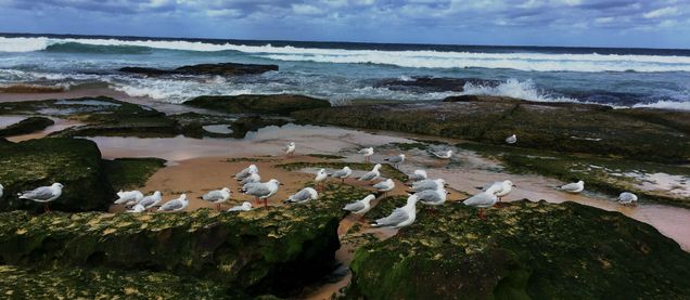 sea gulls on a beach