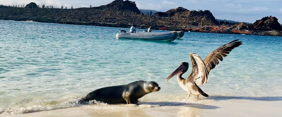 seal and pelican on beach in galapogos