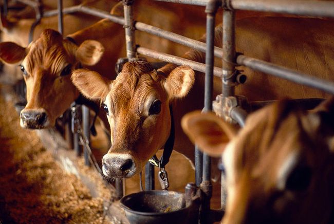 jersey-cows-in-pens-on-a-factory-farm-michael-melford