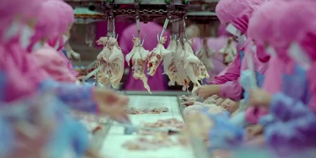 mindblowing-6-minute-factory-farming-video-might-turn-you-into-a-vegetarian