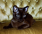 kitty