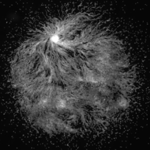 Diagram showing collection of cells and how they interact with one another to perform functions