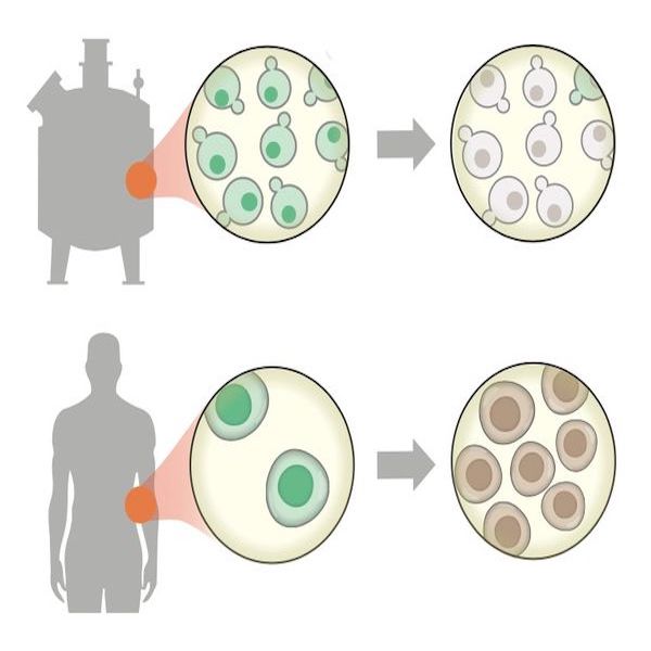 Diagram showing a gene circuit being used to regulate cells