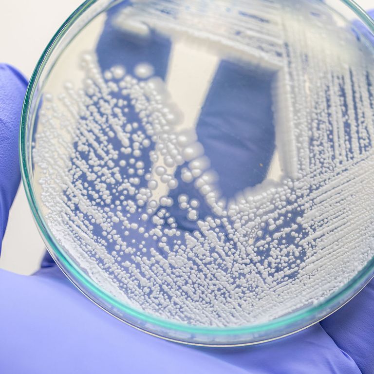 Gloved hands holding a lab sample