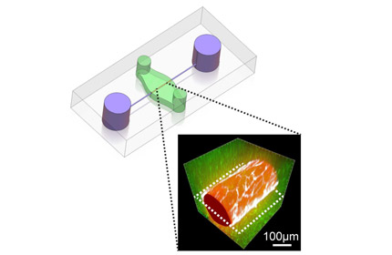 Schematic diagram of transparent chip used to study the blood vessel suspended across it