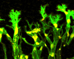 A sample viewed under fluorescence microscopy that appears green