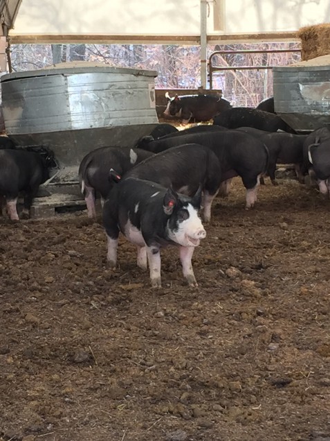 Stone Barn raises pigs, chickens, goats, and more in a healthy environment
