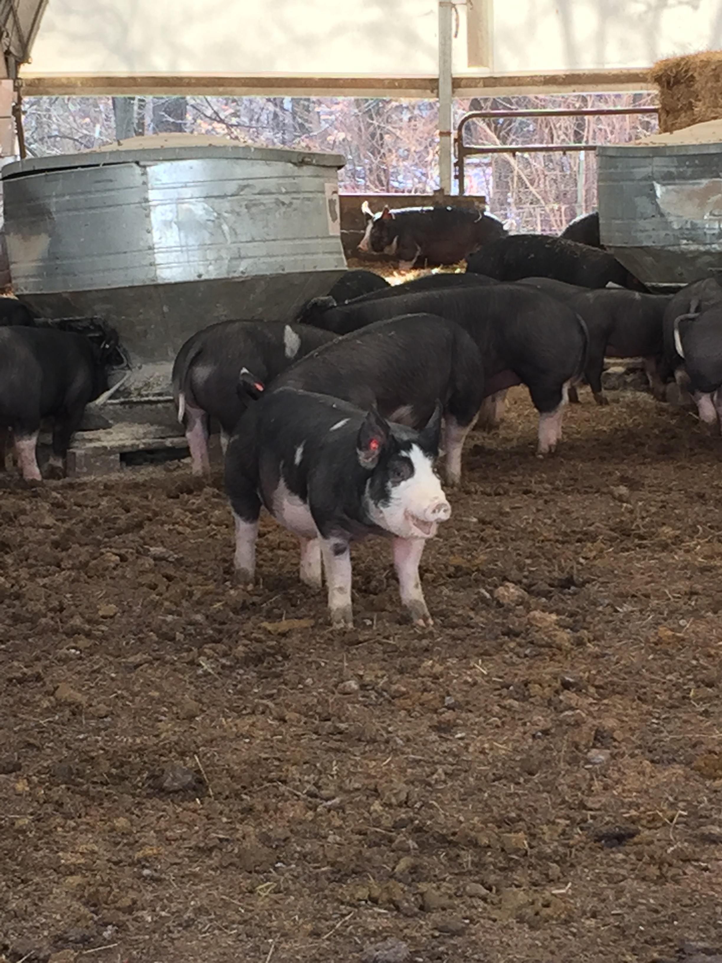 Stone Barns Boston Hospitality Review Boston University