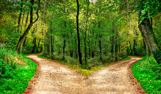 Forest Path Divides