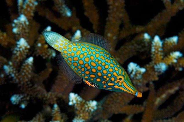 An orange-spotted filefish, Oxymonacanthus longirostris, is seen in front of its favorite food, corals in the Acropora genus, in 2010. Photograph by Jason Isley, Scubazoo/Science Faction/Corbis