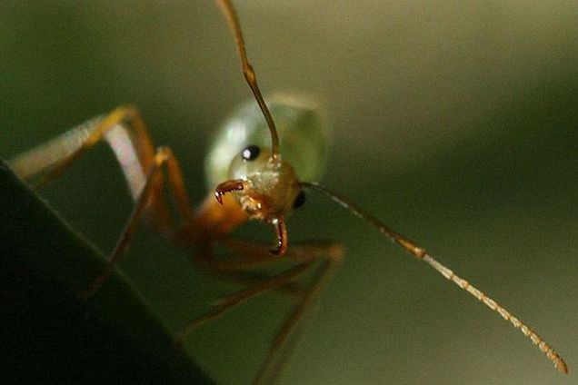(Source: Lepidlizard/Wikimedia Commons)