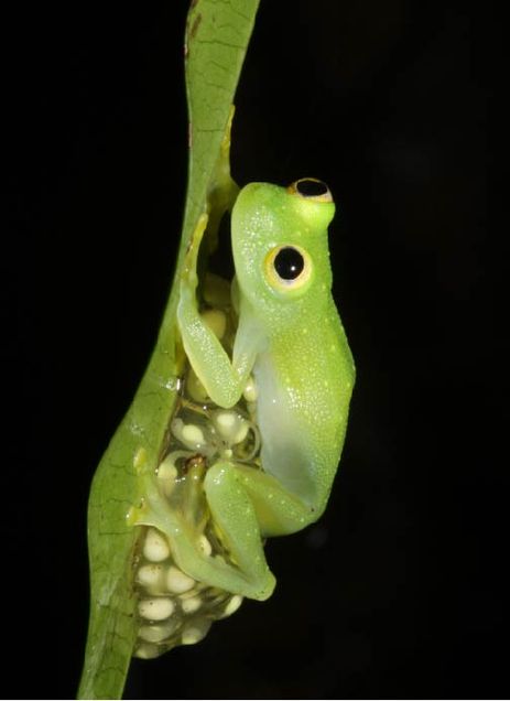 Hyalinobatrachium colymbiphyllum father brooding his eggs to deliver water to them
