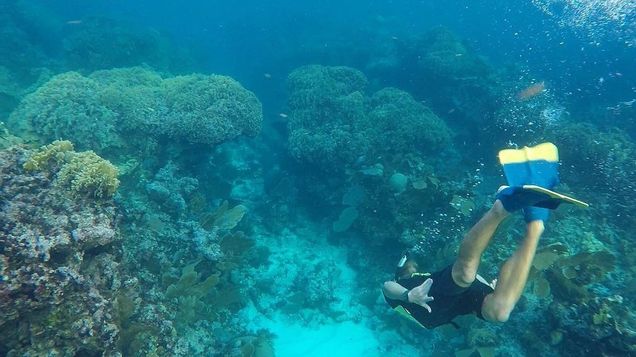 John diving in a coral reef in Belize.
