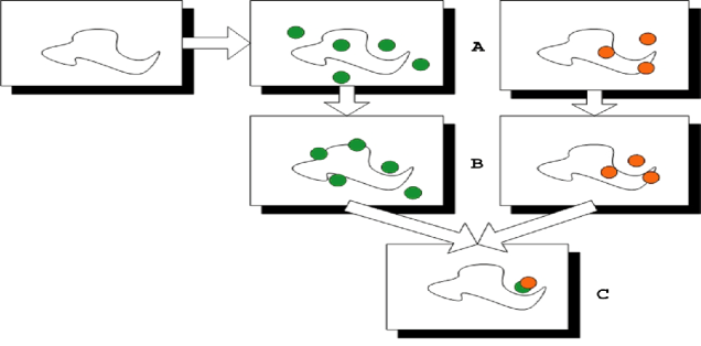 Fig. 2. Protein mapping with two probes. Each dot represents a probe cluster. 2c shows the consensus site where two probes overlap, but occupy different positions.