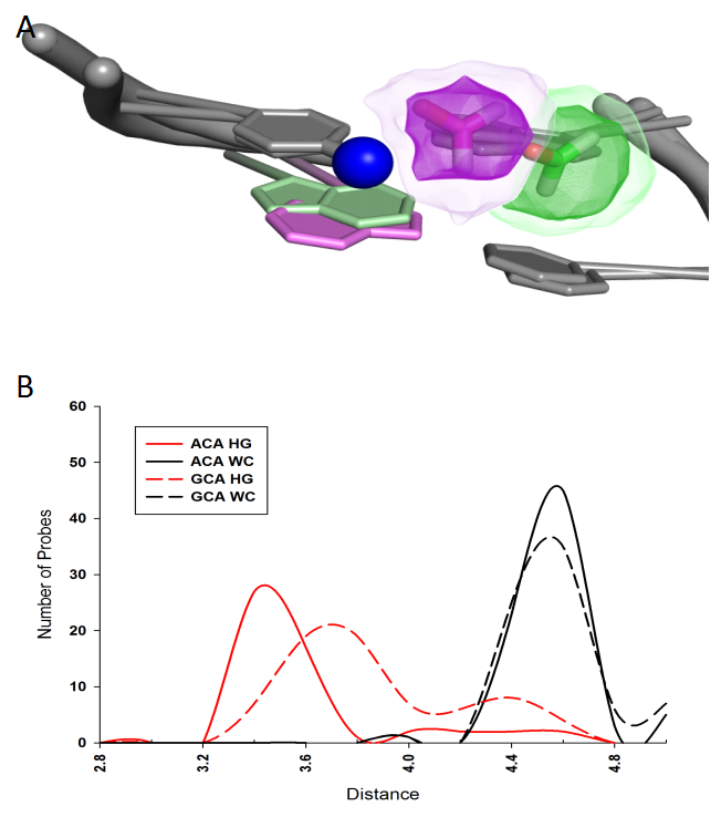 Fig. 1. Formaldehyde positioning near the amino nitrogen atom of cytosine. (A) Superimposed formaldehyde (sticks) positioning near the amino nitrogen atom (blue sphere) of cytosine in DNA with Hoogsteen pairing (purple) versus Watson-Crick pairing (green) at the adjacent base pair. The density map shows distribution of low energy formaldehyde positions. (B) Distributions of formaldehyde positions around the amino nitrogen atom for DNA with HG and WC pairing.