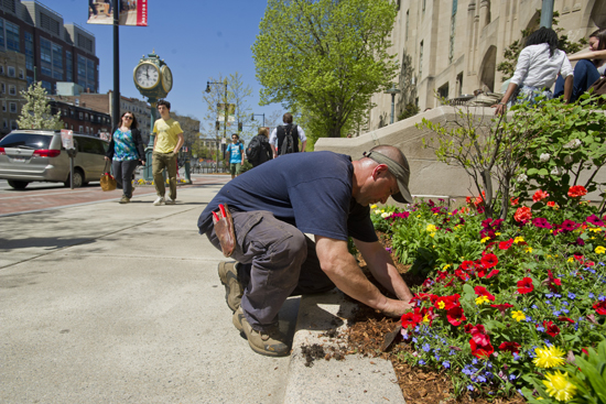 Boston University BU, grounds crew, commencement preparation, horticulture at Boston University