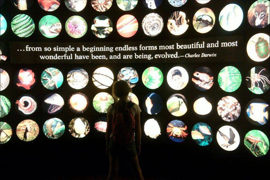 Deborah Kelemen, associate professor of psychology, Boston University BU, College of Arts and Sciences, CAS, children and complex science, child understanding of complex scientific concepts, evolution, adaptation by natural selection