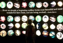 Deborah Kelemen, associate professor of psychology, Boston University BU, College of Arts and Sciences, CAS, children and complex science, child understanding of complex scientific concepts, evolution, adaptation by natural selection