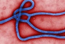 Boston University BU, ebola virus, point of view POV, opinon editorial op ed, Peter Duprex