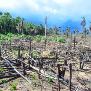 deforestation in africa, ebola virus disease, ebola hemorrhagic fever, ebola epidemic response, ebola virus transmission