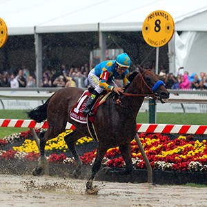 American Pharoah with jockey Victor Espinoza aboard cruise to an easy victory in the rain storm during the Preakness Stakes at Pimlico Race Course in Baltimore, MD.