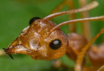 Ant closeup