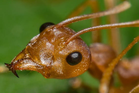 ants and alzheimer s