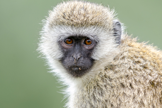 photo of a ververt monkey