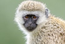 photo of a ververt monkey