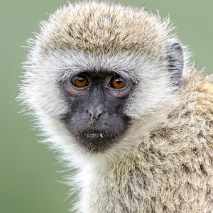 photo of a ververt monkey