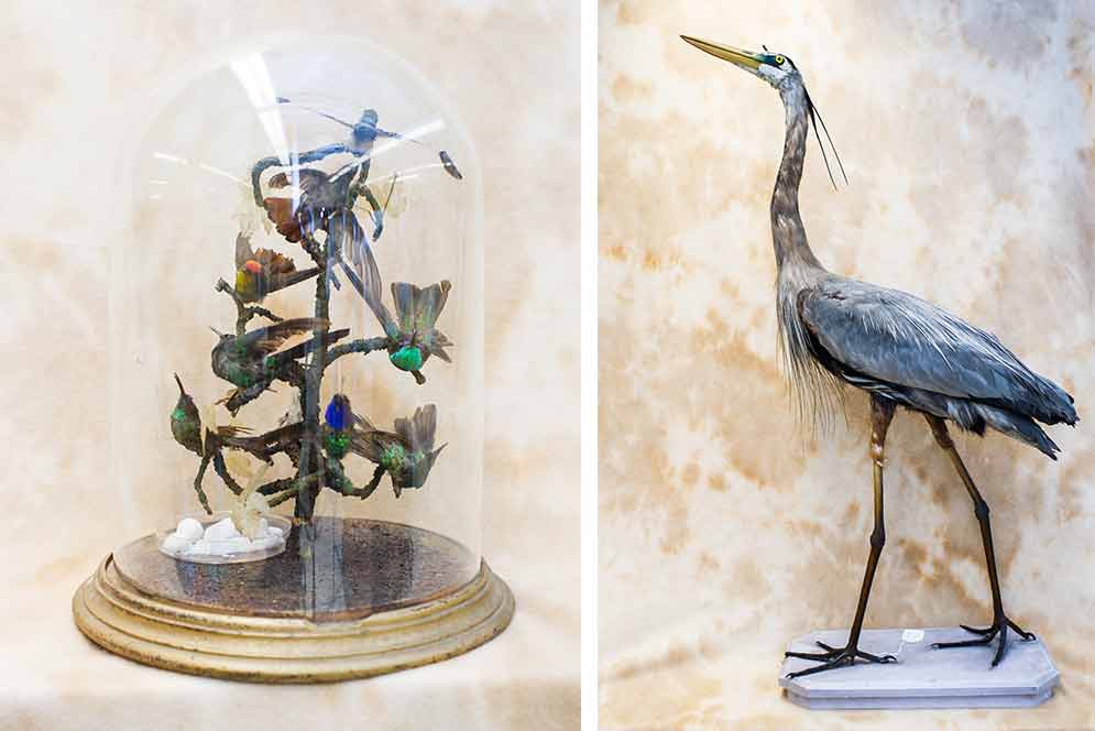 hummingbird display on left, great blue heron on right