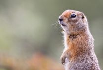 Arctic Ground Squirrel