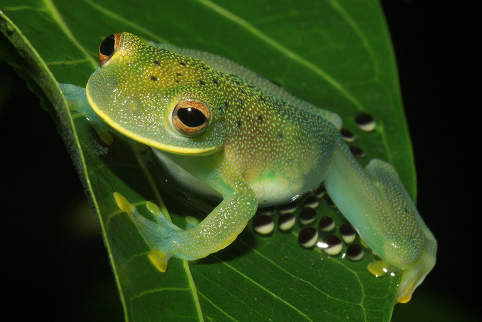 Egg brooding by a female Cochranella granulosa on the Rio Frijoles in Panama. 