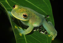 Egg brooding by a female Cochranella granulosa on the Rio Frijoles in Panama.