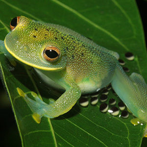 Egg brooding by a female Cochranella granulosa on the Rio Frijoles in Panama.