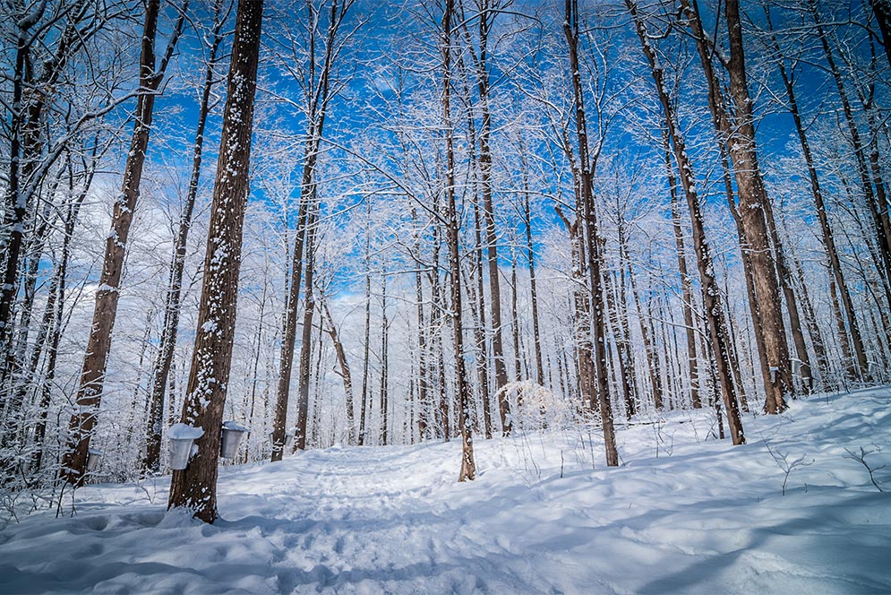 maple trees with syrup buckets during winter