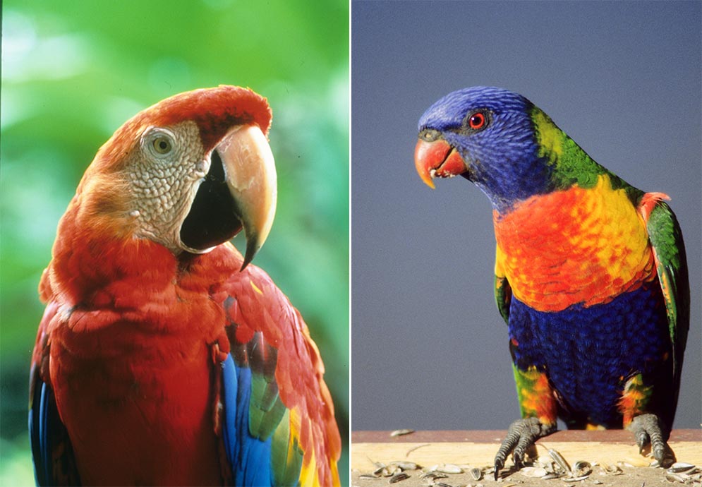 Diptych of a Scarlet Macaw and Rainbow Lorikeet