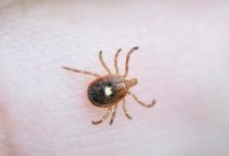 Lone Star Tick